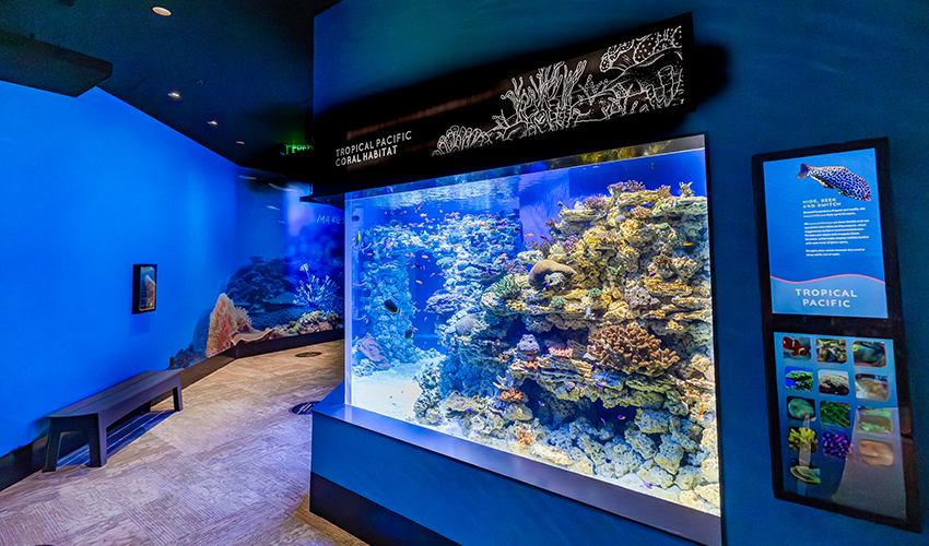 A colorful underwater scene in the Tropical Coral habitat at the aquarium, featuring vibrant corals, reef fish and other marine life.