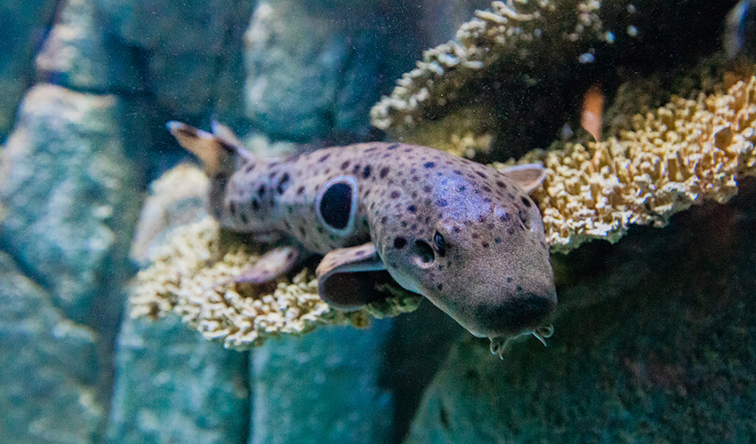 Epaulette shark resting on coral, displaying its distinctive dark spot behind the pectoral fin."