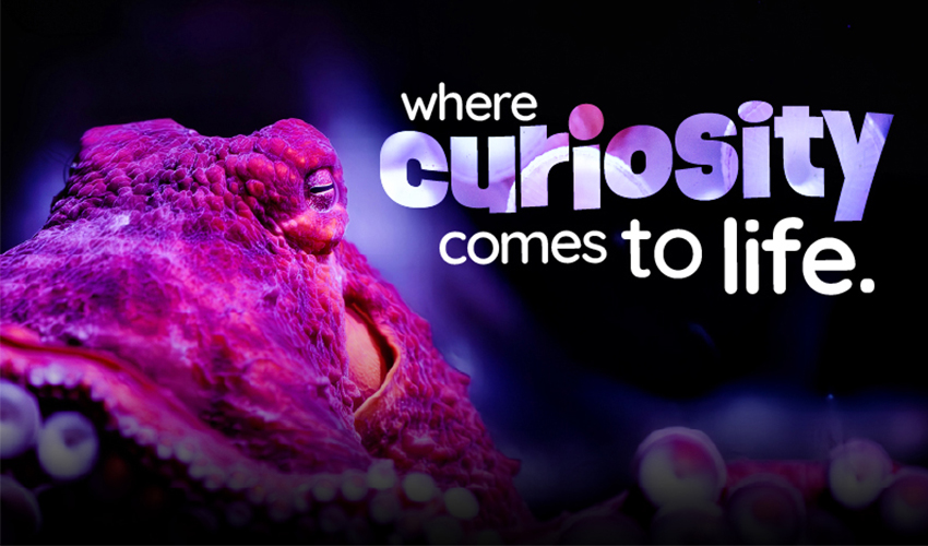 A vibrant Giant Pacific Octopus rests against a dark underwater background. Large, bold text to the right reads “Where curiosity comes to life.” The word “curiosity” is especially large and stylized with a shiny, gradient effect.