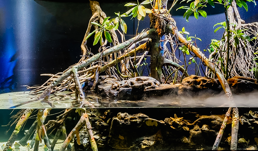 An underwater mangrove habitat exhibit with partially submerged mangrove roots extending above and below the waterline. Small silver fish swim among the roots, which are covered in algae, barnacles and other marine life.