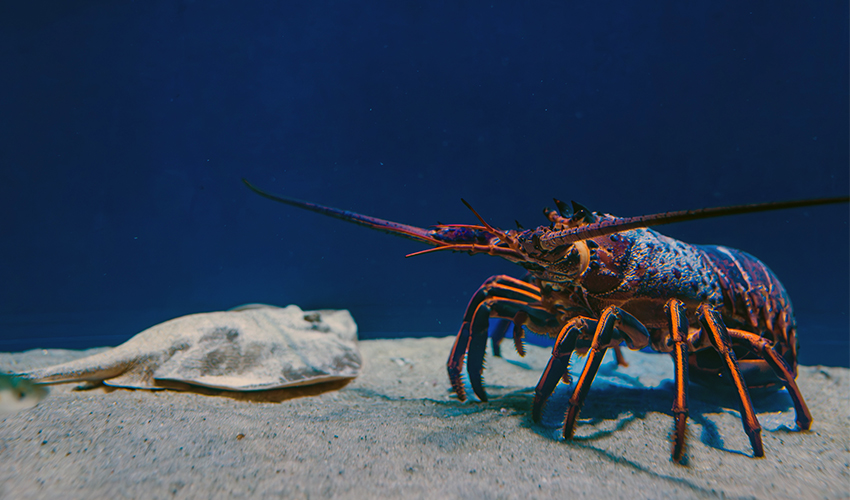 A California spiny lobster walks across the sandy seafloor, its long antennae extended forward. In the background, a small ray lies partially buried in the sand against a deep blue backdrop.