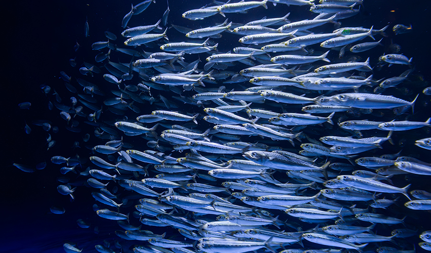 A large school of silvery sardines swimming closely together in deep blue water, their streamlined bodies catching the light as they move in unison.