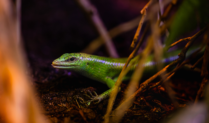 A small, vibrant green skink hides among mangrove branches.