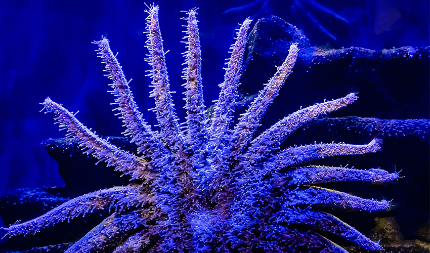 A Sunflower Sea Star with long, arms sprawled across a dark underwater rock wall in an aquarium display, glowing under blue lighting.