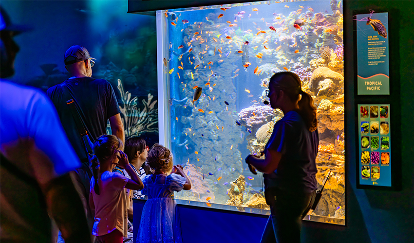 Guests of all ages gather at Birch Aquarium to admire a brightly lit coral reef habitat teeming with colorful tropical fish and vibrant corals. A staff member stands nearby and gives a Coral Feeding talk.