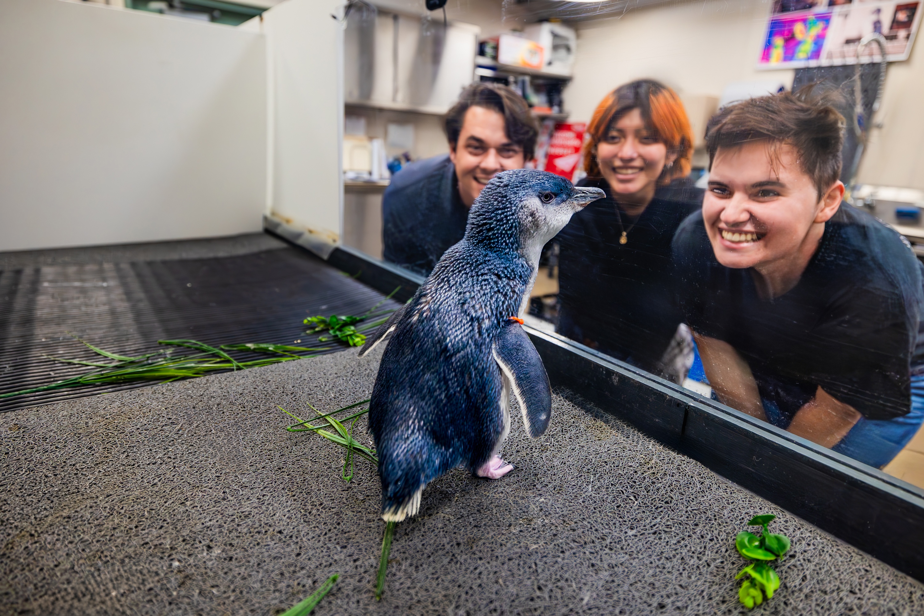 Three smiling people look through a clear barrier at a small penguin standing in a behind-the-scenes animal care area. The Little Blue Penguin wears identification bands on its flippers and is surrounded by a few pieces of greenery.