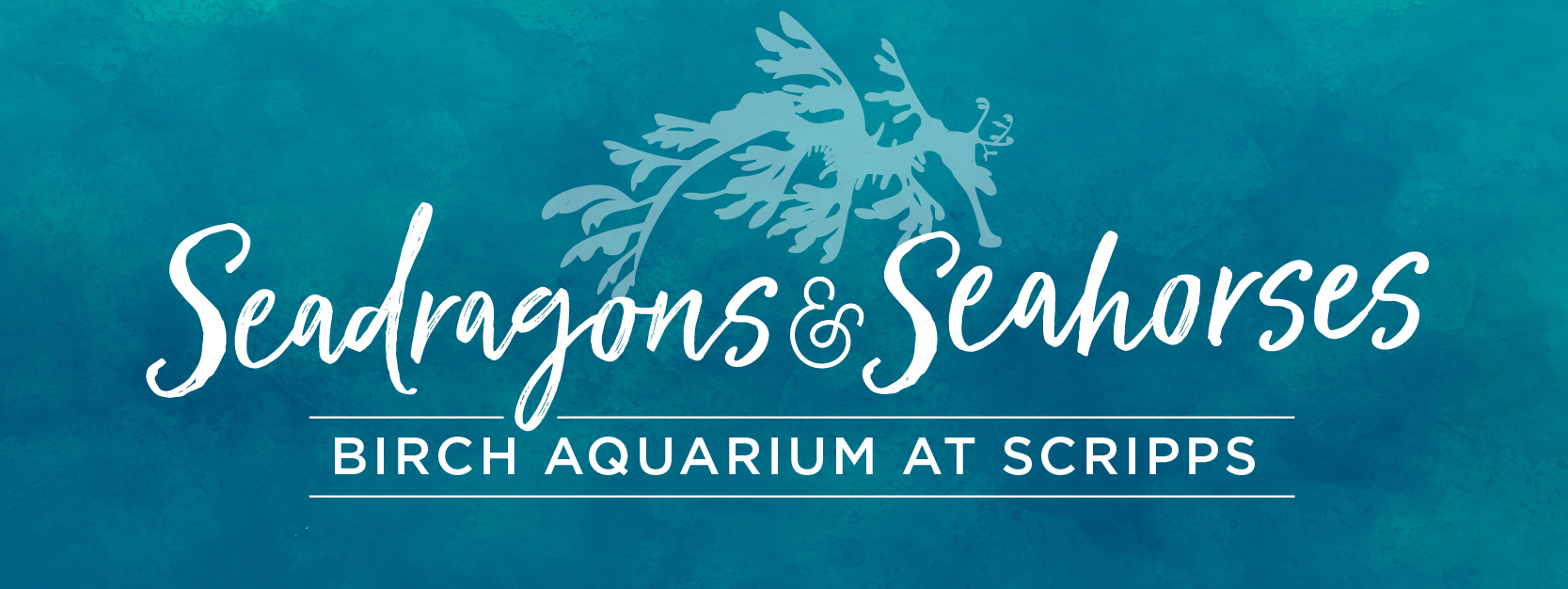 99+ Aquarium Design Hashtags Gratis Terbaru