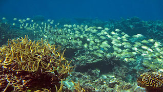 Research in Action: 100 Island Challenge Research in Action: 100 Island Challenge