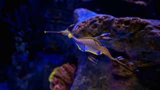 Seadragon Exhibition Seadragon Exhibition