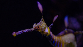 Seadragon Cam Seadragon Cam
