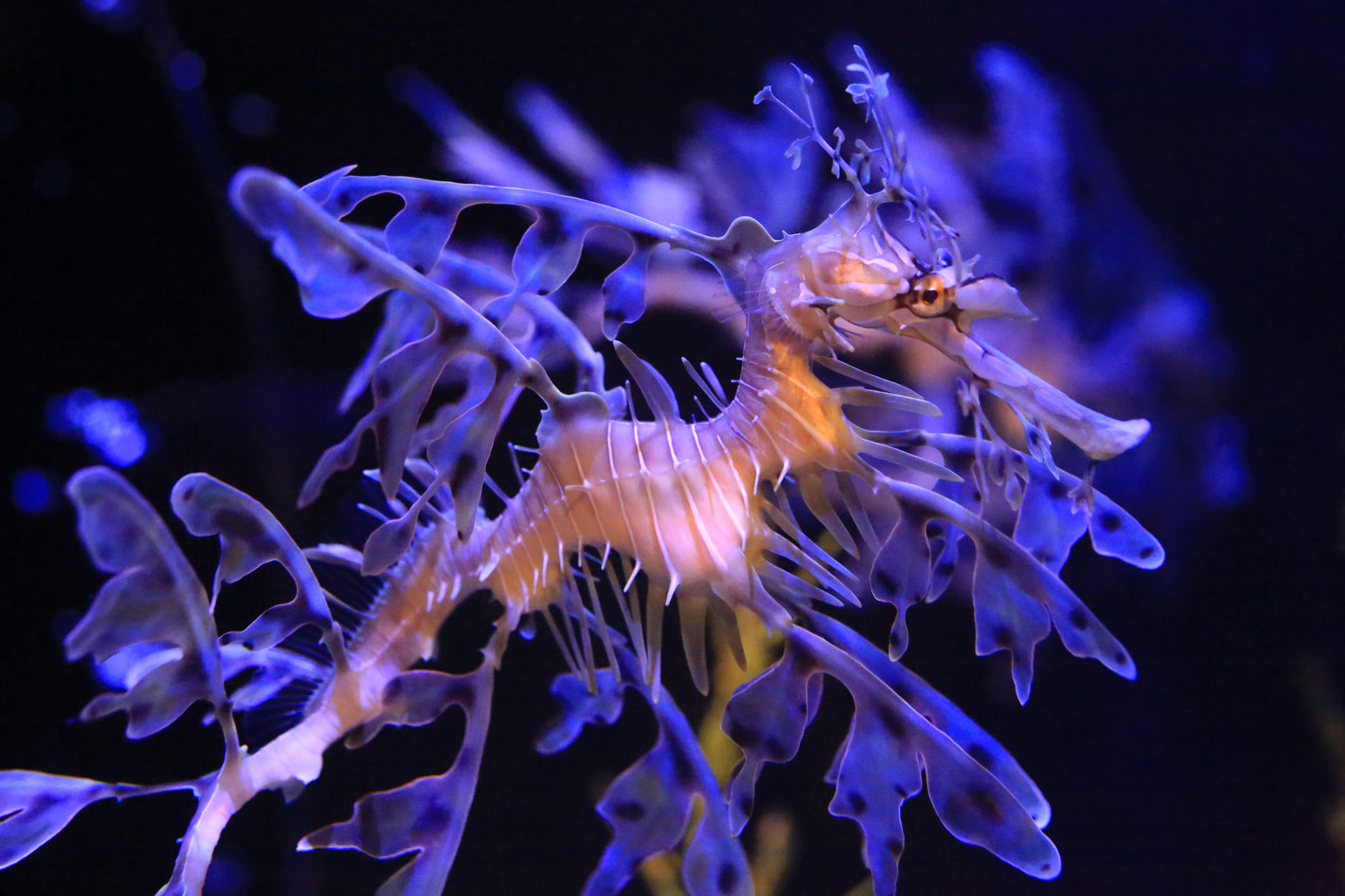 Seadragons Seahorses Birch Aquarium At Scripps