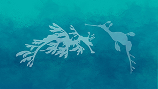 Member Harbor Cruise Seadragon and Seahorse Member Preview