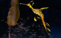 Amber seadragon against dark background with tiny seadragons swimming around.