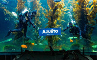 Divers in the Kelp Forest tank hold a banner with the name Azulito