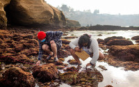 Two people on shoreline looking into tidepools.