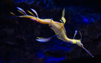 Yellow seadragon with purple accents floats in an aquarium.