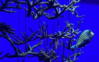 Staghorn coral against blue backdrop.