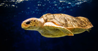 Loggerhead sea turtle swimming to left in habitat.