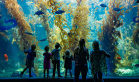 A group of guests stands in front of Birch Aquarium's Giant Kelp Forest. 