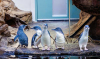 Five new penguins made their little blue debut at Birch Aquarium. 