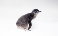 A Little Blue Penguin chick at Birch Aquarium.