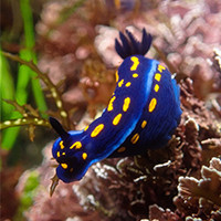 A California chromodorid nudibranch stands out thanks to their deep blue and golden coloration