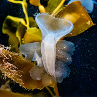 A Lion’s Mane Nudibranch attach itself to kelp to catch planktonic creatures in their magnificent “mane.”