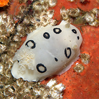 San Diego Dorid sea slug slowly crawls along in a tide pool.