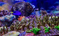 The new coral fragment farm provides an ideal environment for coral fragments to grow into new coral colonies! 