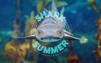 a Leopard Shark is facing the viewew with "Shark Summer" text around it