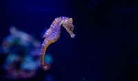 a Long-Snout Seahorse swims against a dark blue background