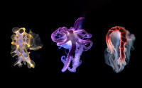 yellow, purple and red artistic renderings blend dance movements with sea creatures
