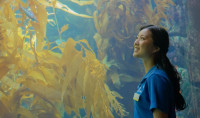 Miranda Ko Cui wears a blue Birch Aquarium shirt and is standing in front of the Giant Kelp Forest, looking into the exhibit