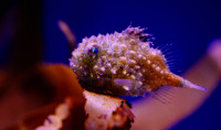 a red color Pacific Spiny Lumpsucker sits on a leaf