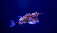 a Dragon Sea Moth swims against a blue background