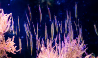 a school of Shrimpfish swim near coral