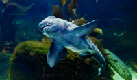 a Horn Shark swims from right to left in front of Giant Kelp, turning so that its mouth is visible