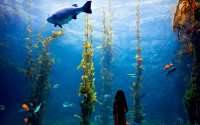 A young girl stands in front of the Giant Kelp Forest habitat at Birch Aquarium.