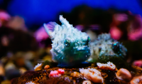 a pale blue Pacific Spiny Lumpsucker rests on coral