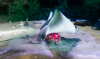 a Bat Ray swoops onto a red puzzle feeder