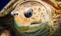 Loggerhead Turtle is facing the viewer with head slightly turned to show side of face