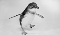 Little Blue Penguin Azulito stepping forward against a white backdrop