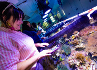 Guests get up close view to a variety of corals, anemones and even tropical fish!