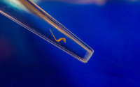 A newly hatched Dwarf Seahorse is carefully collected and transferred into a specialized grow-out tank for its growth and development.