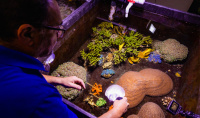 an aquarist feeds Tongue Corals at Birch Aquarium