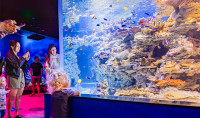 Guests observe a Tropical Coral habitat at the aquarium filled with colorful corals, fish and giant clams.