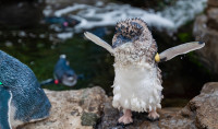 A Little Blue Penguin is in the beginning stage of its annual catastrophic molt.