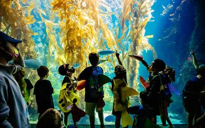 Sea Slugs students look into the kelp forest.