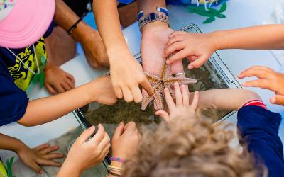 Hands reaching in from edges of image to touch a sea star.