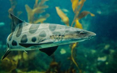 Leopard shark swimming in habitat.